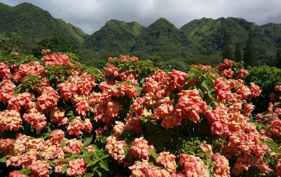 Lyon Arboretum, United States